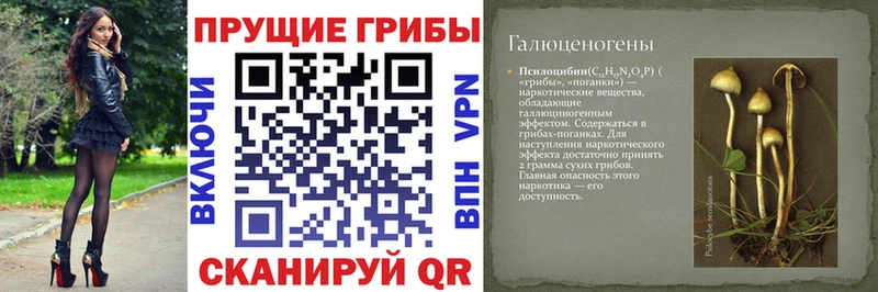Галлюциногенные грибы Psilocybe  Сергач 